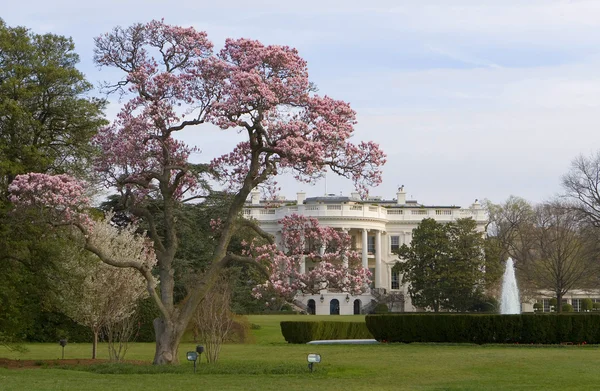 Magnolia árbol de flores en frente de la Casa Blanca — Foto de Stock