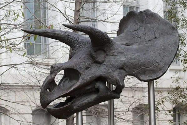 Foto de stock: Cráneo de dinosaurio. Museo Nacional de Historia Natural . — Foto de Stock
