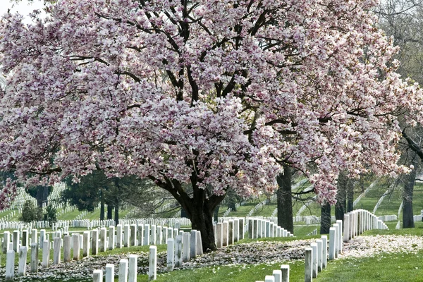 Arlington cemitério nacional — Fotografia de Stock