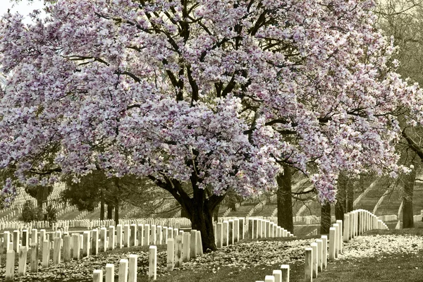 Arlington Natoinal Cemetery. Cherri blossom. — Stock Photo, Image