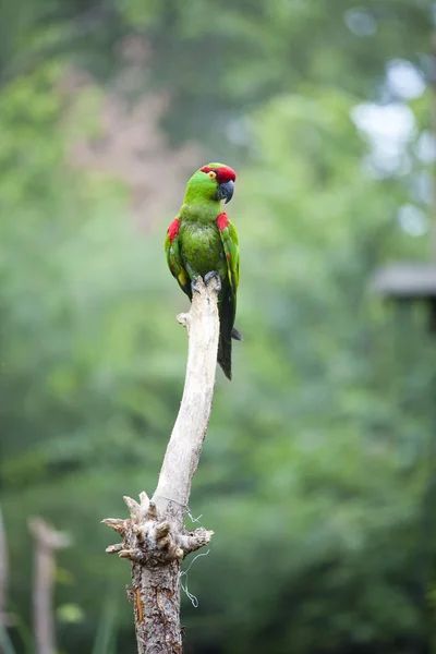 Товста biller папуга — стокове фото