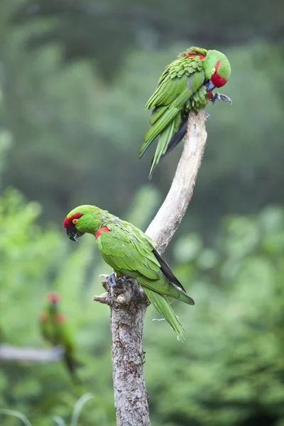 Gruby rozliczeniowego papuga — Zdjęcie stockowe