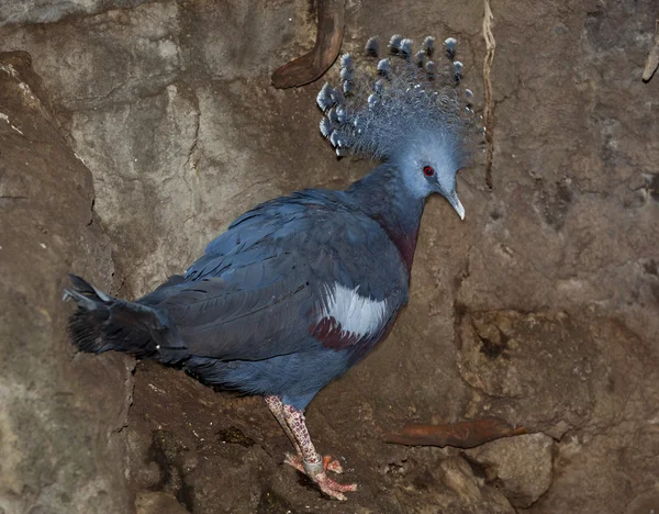 Victoria Crowned-Pigeon — Stock Photo, Image