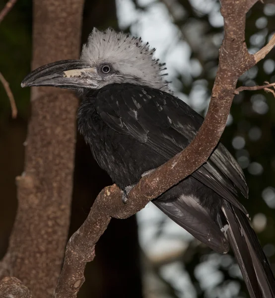 Westafrikanischer Langschwanzhornvogel, Tropranus albocristatus — Stockfoto