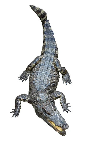 Asian crocodile isolated on white background. — Stock Photo, Image