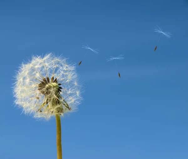 stock image Dandelion with seed flying away over b;ue sky.