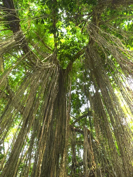 Džungle liany — Stock fotografie