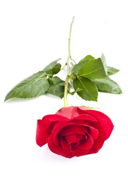 stock image Red rose