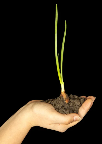 Planta en mano — Foto de Stock