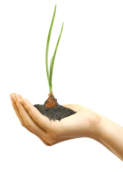 Plant in female hand Stock Photo