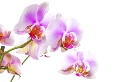 Orchid clipart