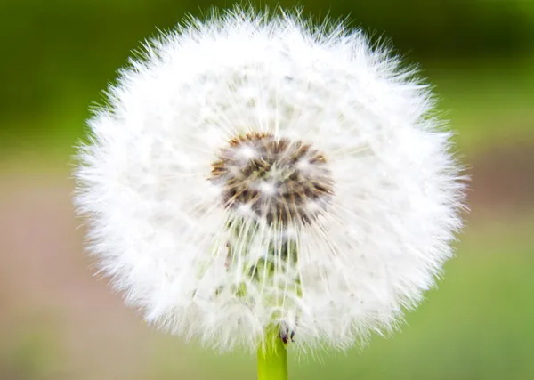 stock image Dandelion