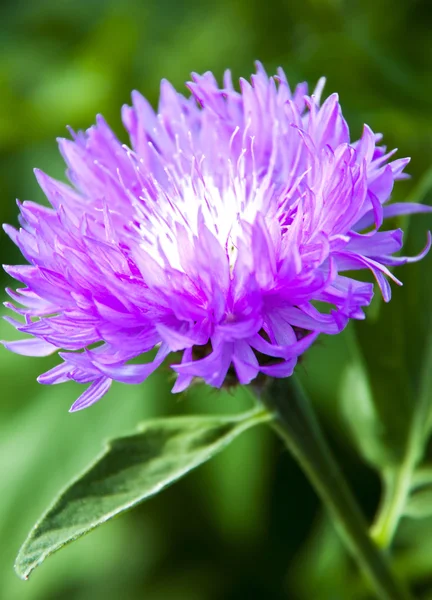 stock image Flower