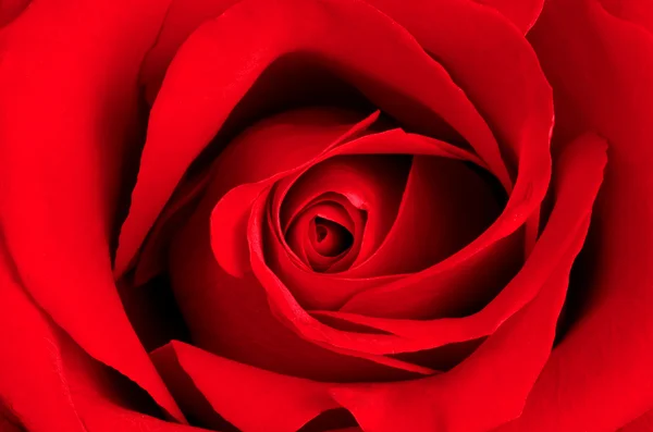 stock image Red rose