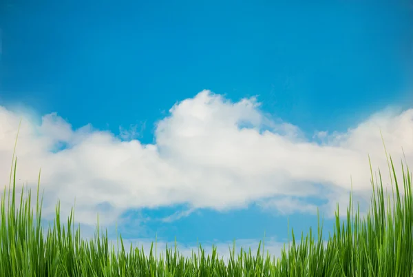 Nature sky background and green grass — Stock Photo, Image