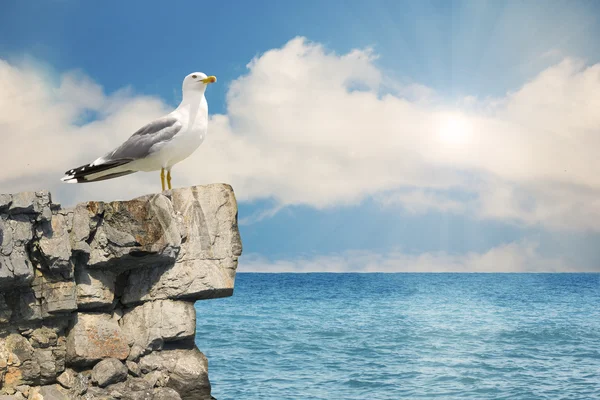 stock image Seagull sitting on a rock.Nature seascape background