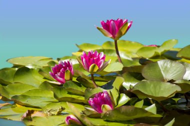 Pink waterlilies in pond .Flowers image background clipart