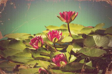 Pink waterlilies in pond .Vintage flowers card on old paper back clipart