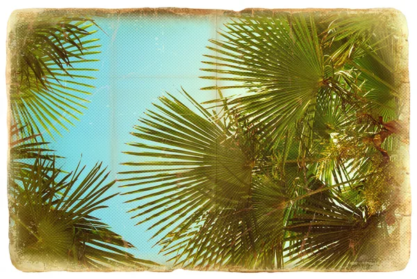 Palms on vintage old paper texture. — Stock Photo, Image