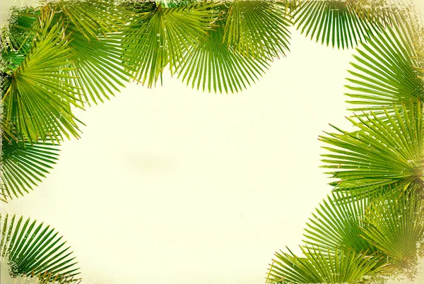 Zelené tropické palmy na bílém pozadí vinobraní — Stock fotografie