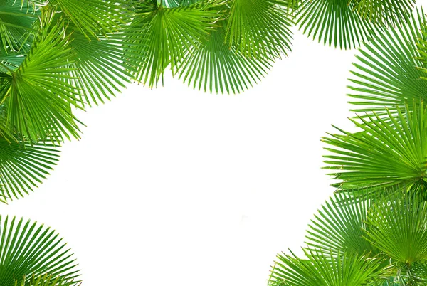 Palmas tropicais em fundo branco para texto — Fotografia de Stock