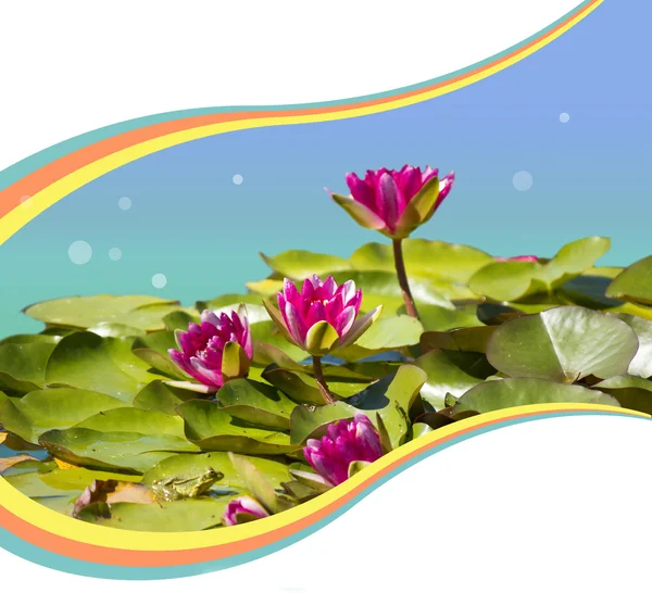 Lírios aquáticos rosa na lagoa. Fundo de flores para texto — Fotografia de Stock