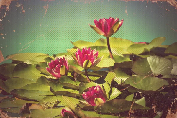 stock image Pink waterlilies in pond .Vintage flowers card on old paper back