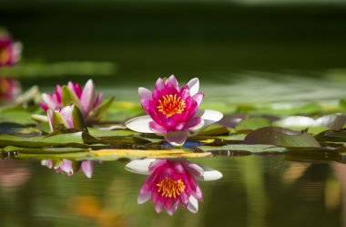 Pink beautiful waterlily in green pond clipart