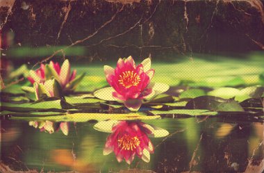 Waterlily in pond .Vintage flowers card on old paper clipart