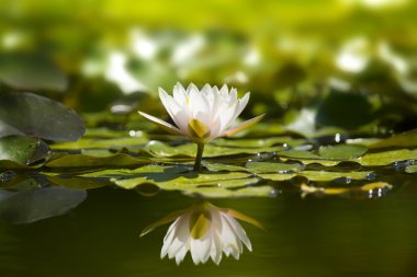 White waterlily in nature pond. clipart