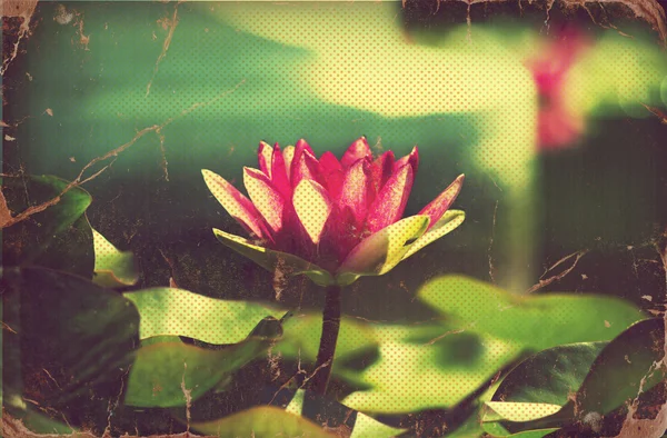 Waterlily in pond. Vintage flowers card on old paper — стоковое фото