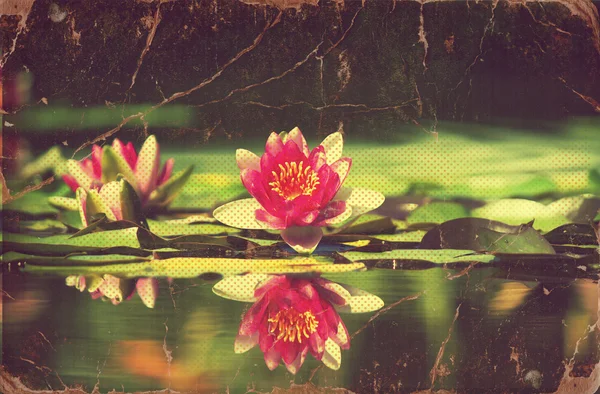 stock image Waterlily in pond .Vintage flowers card on old paper