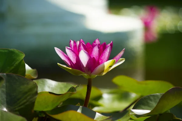 Loto rosa en estanque. Fondo de la tarjeta de flores —  Fotos de Stock