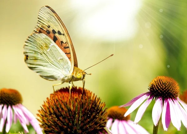 stock image Butterfly on flower