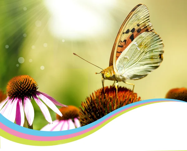 stock image NAture card with decor background.Butterfly on flower