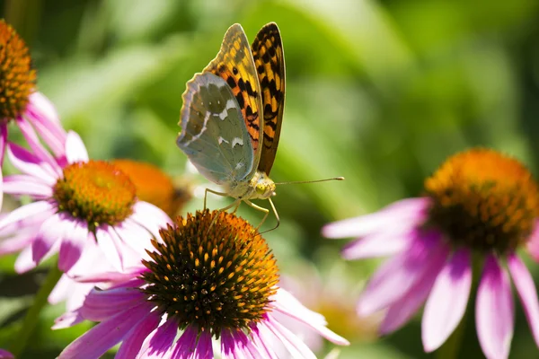 Stock image Yellow butterfly on flower.Nature card