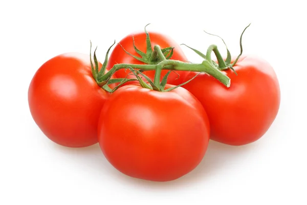 Tomates na videira — Fotografia de Stock