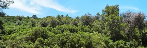Colina verde coberta de arbustos e árvores — Fotografia de Stock