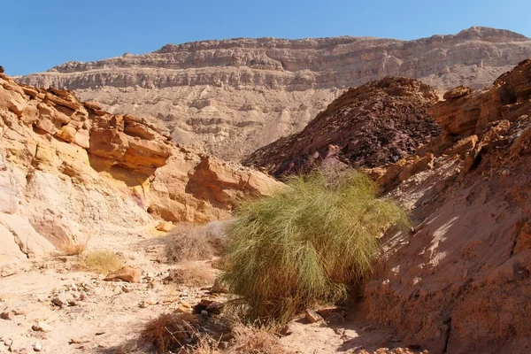 Schilderachtige woestijn canyon — Stockfoto