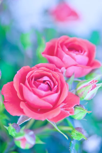 粉红玫瑰花蕾的特写 — 图库照片