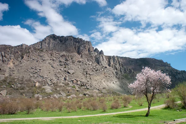 Flowering tree at the foot of the mountain Demerdzhi — Stock Photo, Image
