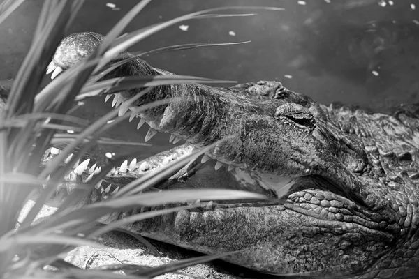Портрет крокодила — стоковое фото