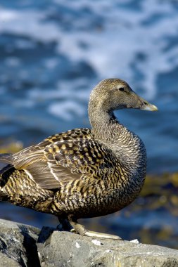 Duckling family