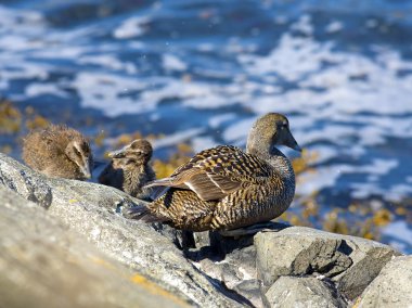 Duckling family