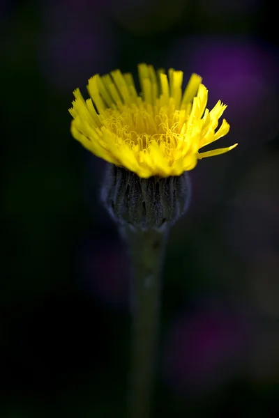 stock image Yellow Hawkweed