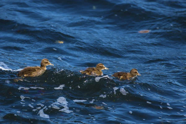 Famille Duckling — Photo