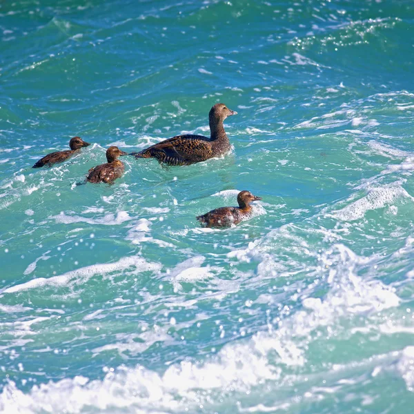 Famille Duckling — Photo