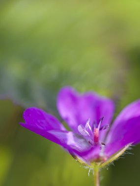 ahşap cranesbill