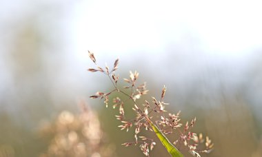 Kırmızı saman