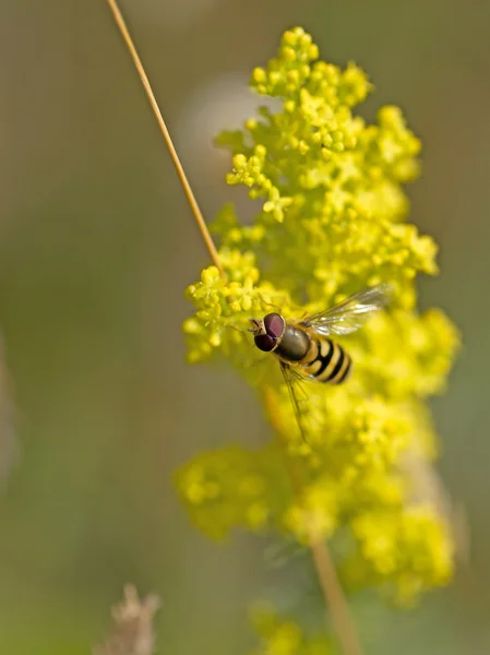 Včela na řepkový — Stock fotografie